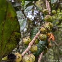 Aporosa latifolia Thwaites